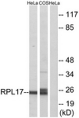 Western blot of extracts from HeLa/COS7 cells, using RPL17 Antibody. The lane on the right is treated with the synthesized peptide.