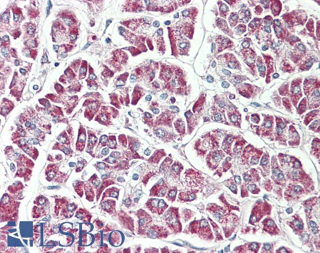 Anti-RPL17 / L17 antibody IHC staining of human pancreas. Immunohistochemistry of formalin-fixed, paraffin-embedded tissue after heat-induced antigen retrieval. Antibody LS-B11356 concentration 20 ug/ml.