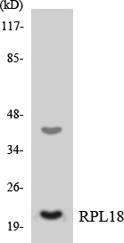 Western blot of the lysates from HeLa cells using RPL18 antibody.