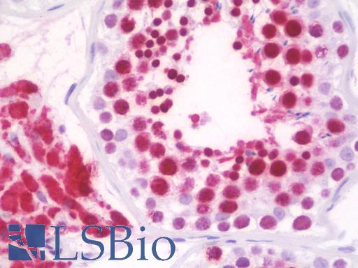 Anti-RPL18 antibody IHC staining of human testis. Immunohistochemistry of formalin-fixed, paraffin-embedded tissue after heat-induced antigen retrieval. Antibody LS-B9710 concentration 10 ug/ml.
