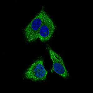 Immunofluorescence of HepG2 cells using RPL18A mouse monoclonal antibody (green). Blue: DRAQ5 fluorescent DNA dye.