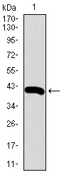 Western blot using RPL18A monoclonal antibody against human RPL18A recombinant protein. (Expected MW is 40.5 kDa)