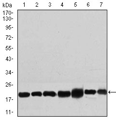 Western blot using RPL18A mouse monoclonal antibody against NIH3T3 (1), HEK293 (2), HL60 (3), Jurkat (4), Raji (5), MOLT4 (6), and HeLa (7) cell lysate.