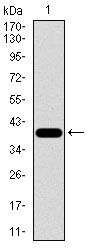 Western blot using RPL18A monoclonal antibody against human RPL18A recombinant protein. (Expected MW is *** kDa)