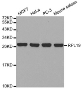 Western blot analysis of extracts of various cell lines, using RPL19 antibody.
