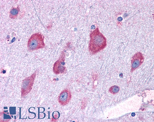 Anti-RPL22 antibody IHC of human brain, cortex. Immunohistochemistry of formalin-fixed, paraffin-embedded tissue after heat-induced antigen retrieval. Antibody LS-B4941 concentration 3.75 ug/ml.