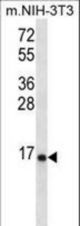 RPL23 Antibody western blot of mouse NIH-3T3 cell line lysates (35 ug/lane). The RPL23 antibody detected the RPL23 protein (arrow).
