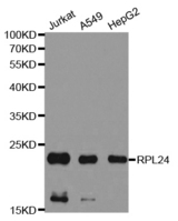 Western blot analysis of extracts of various cell lines, using RPL24 antibody. .