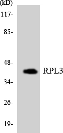 Western blot of the lysates from HUVEC cells using RPL3 antibody.