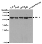 Western blot analysis of extracts of various cell lines, using RPL3 antibody.
