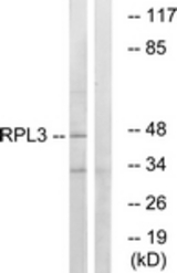 Western blot of extracts from HT-29 cells, using RPL3 Antibody. The lane on the right is treated with the synthesized peptide.