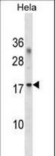 RPL36A Antibody western blot of HeLa cell line lysates (35 ug/lane). The RPL36A antibody detected the RPL36A protein (arrow).