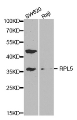 Western blot analysis of extracts of various cell lines, using RPL5 antibody.
