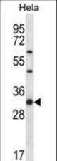 RPL7 Antibody western blot of HeLa cell line lysates (35 ug/lane). The RPL7 antibody detected the RPL7 protein (arrow).