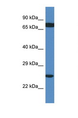 RPL7A antibody LS-C145419 Western blot of 293T Cell lysate. Antibody concentration 1 ug/ml.