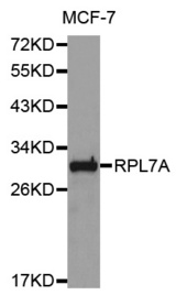 Western blot analysis of extracts of various cell lines, using RPL7A antibody.