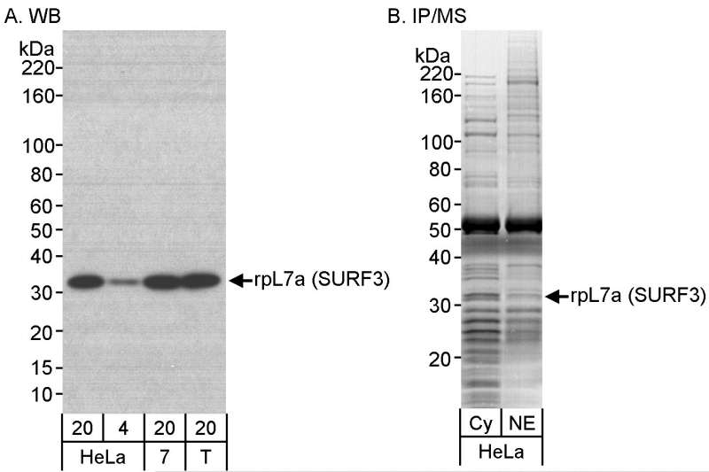 Detection of Human rpL7a (SURF3) by Western Blot and Immunoprecipitation/Mass Spectrometry. Samples: A) Whole cell lysate from HeLa (20 and 4 ug), MCF-7 (7; 20 ug) and 293T (T; 20 ug) cells. B) Cytosolic and nuclear extract (10 mg/IP) from HeLa S3 cells. Antibodies: Affinity purified rabbit anti-rpL7a (SURF3) antibody used for WB at 0.1 ug/ml (A) and for IP at 0.7 ug/mg lysate (B). Detection: Chemiluminescence with an exposure time of 5 sec (A) and vMALDI-LTQ and LC-MS/MS of Commassie stained bands (B).