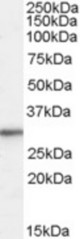 Antibody (0.01 ug/ml) staining of HepG2 cell lysate (35 ug protein in RIPA buffer). Primary incubation was 1 hour. Detected by chemiluminescence.