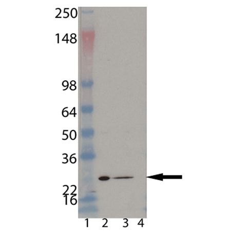 Western blot of Proteasome 20S beta 1 subunit monoclonal antibody (MCP421): Lane 1: MW marker, Lane 2: HeLa, Lane 3: HeLa S100 fraction, Lane 4: 3T3.