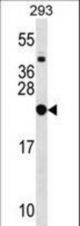 RPL9 Antibody western blot of 293 cell line lysates (35 ug/lane). The RPL9 antibody detected the RPL9 protein (arrow).