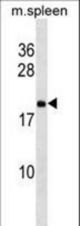 Mouse Rpl9 Antibody western blot of mouse spleen tissue lysates (35 ug/lane). The Rpl9 antibody detected the Rpl9 protein (arrow).