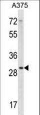 RPLP0 Antibody western blot of A375 cell line lysates (35 ug/lane). The RPLP0 antibody detected the RPLP0 protein (arrow).