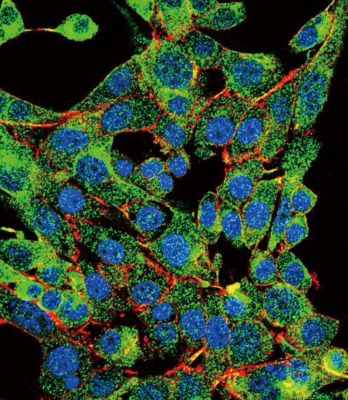 Confocal immunofluorescent of PSMB1 Antibody with HepG2 cell followed by Alexa Fluor 488-conjugated goat anti-rabbit lgG (green). Actin filaments have been labeled with Alexa Fluor 555 phalloidin (red). DAPI was used to stain the cell nuclear (blue).