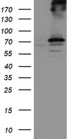 HEK293T cells were transfected with the pCMV6-ENTRY control (Left lane) or pCMV6-ENTRY RPN1 (Right lane) cDNA for 48 hrs and lysed. Equivalent amounts of cell lysates (5 ug per lane) were separated by SDS-PAGE and immunoblotted with anti-RPN1.