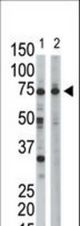 The anti-RPN1 antibody is used in Western blot to detect RPN1 in HeLa cell lysate (Lane 1) and mouse liver tissue lysate (Lane 2).