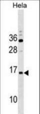 RPP14 Antibody western blot of HeLa cell line lysates (35 ug/lane). The RPP14 antibody detected the RPP14 protein (arrow).