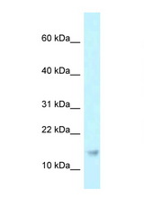 RPP21 antibody LS-C145817 Western blot of U937 Cell lysate. Antibody concentration 1 ug/ml.