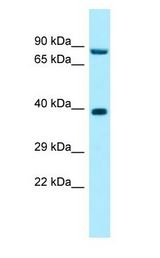 RPP30 antibody Western Blot of 293T.