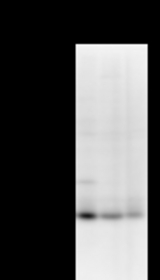 Detection of RPP30 by Western blot. Samples: Whole cell lysate from human HEK293 (H, 25 ug) , mouse NIH3T3 (M, 25 ug) and rat F2408 (R, 25 ug) cells. Predicted molecular weight: 29 kDa