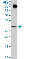 P15RS monoclonal antibody (M01), clone 1B8. Western blot of P15RS expression in NIH/3T3.