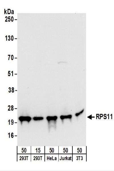 Detection of Human and Mouse RPS11 by Western Blot. Samples: Whole cell lysate from 293T (15 and 50 ug), HeLa (50 ug), Jurkat (50 ug), and mouse NIH3T3 (50 ug) cells. Antibodies: Affinity purified rabbit anti-RPS11 antibody used for WB at 0.1 ug/ml. Detection: Chemiluminescence with an exposure time of 10 seconds.