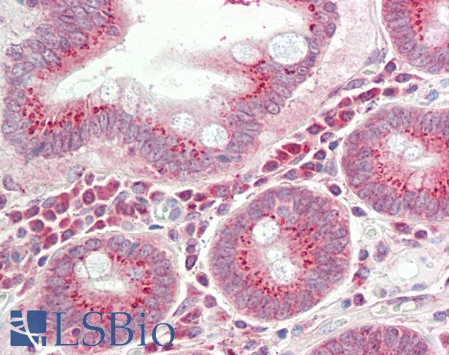Anti-RPS12 / S12 antibody IHC staining of human small intestine. Immunohistochemistry of formalin-fixed, paraffin-embedded tissue after heat-induced antigen retrieval.