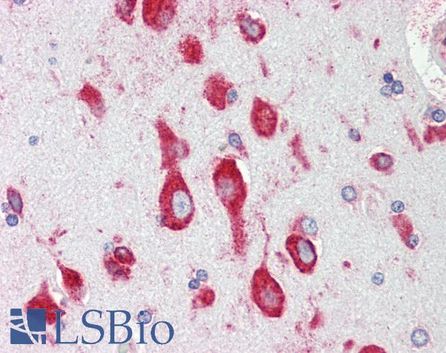 Anti-RPS12 / S12 antibody IHC staining of human brain, cortex. Immunohistochemistry of formalin-fixed, paraffin-embedded tissue after heat-induced antigen retrieval. Antibody LS-B9618 dilution 1:100.