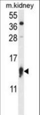 RPS12 Antibody western blot of mouse kidney tissue lysates (35 ug/lane). The RPS12 antibody detected the RPS12 protein (arrow).
