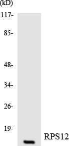 Western blot of the lysates from HUVEC cells using RPS12 antibody.