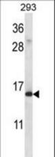 RPS19 Antibody western blot of 293 cell line lysates (35 ug/lane). The RPS19 antibody detected the RPS19 protein (arrow).