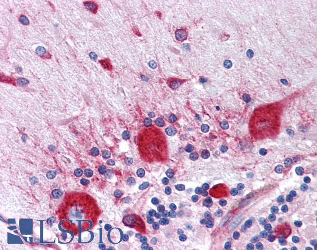 Anti-RPS2 antibody IHC of human brain, cerebellum. Immunohistochemistry of formalin-fixed, paraffin-embedded tissue after heat-induced antigen retrieval. Antibody LS-B4404 concentration 5 ug/ml.