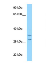 RPS2 antibody LS-C146189 Western blot of HeLa Cell lysate. Antibody concentration 1 ug/ml.