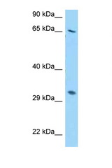 RPS2 antibody LS-C146190 Western blot of HepG2 Cell lysate. Antibody concentration 1 ug/ml.
