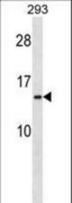 RPS20 Antibody western blot of 293 cell line lysates (35 ug/lane). The RPS20 antibody detected the RPS20 protein (arrow).