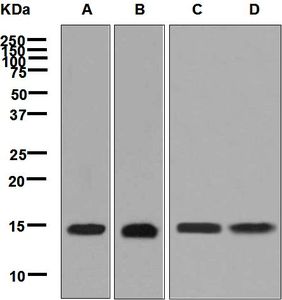 Western blot analysis on (A) HeLa, (B) A431, (C) HUVEC, and (D) human placenta lysates using anti-RPS20 antibody.