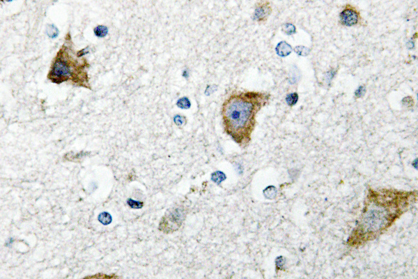 IHC of Ribosomal Protein S20 (K67) pAb in paraffin-embedded human brain tissue.