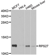 Western blot analysis of extracts of various cell lines, using RPS27 antibody.