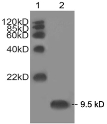 Western blot: 1 Marker. EasyWestern Protein Standard. 2 HeLa cell lysate. 1 ug/ml Mouse Anti-MPS1/RPS27 Monoclonal Antibody. Secondary antibody: Goat Anti-Mouse IgG (H&L) [HRP] Polyclonal Antibody (1: 10000).