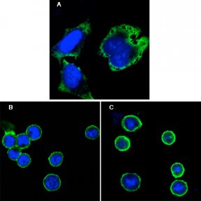 Confocal immunofluorescence of HeLa cells (A), BCBL-1 cells (B) and L1210 cells (C) using MPS1 mouse mAb (green). Blue: DRAQ5 fluorescent DNA dye.