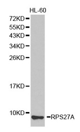 Western blot analysis of extracts of HL-60 cell lines, using RPS27A antibody.